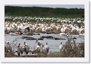 03LakeManyara - 56